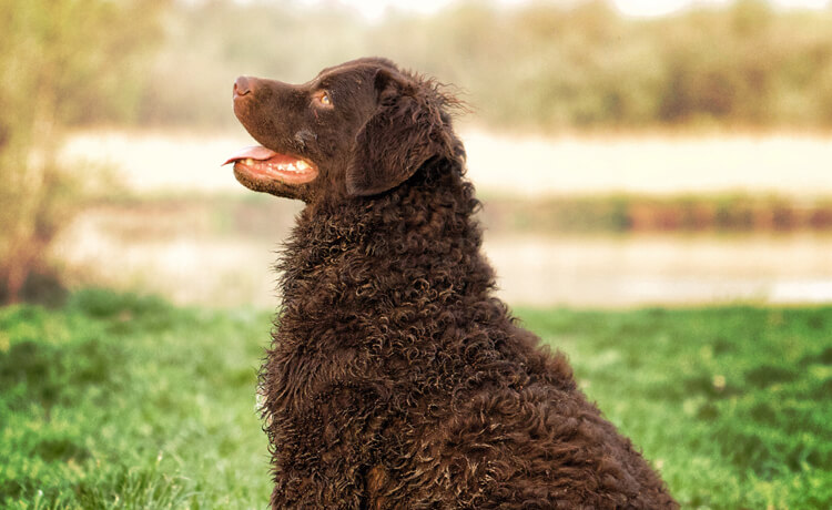 Curly-Coated Retriever